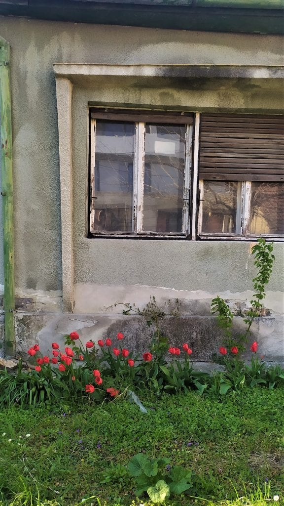 Crvene lale u zapuštenoj bašti Jelena Dukarić