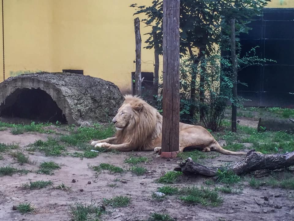 Uzrok smrti četiri mladunčeta lava u ZOO vrtu Palić i dalje nepoznat, tela lavića nisu pronađena